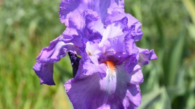 Iris x barbata-elatior 'Lovely Again'