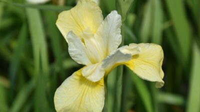 Iris sibirica 'Butter and Sugar'
