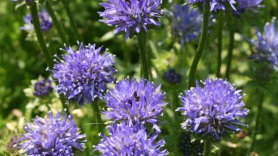 Jasione laevis 'Blaulicht'