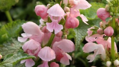 Lamium maculatum 'Pink Pewter'