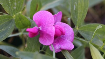 Lathyrus latifolius 'Rote Perle'
