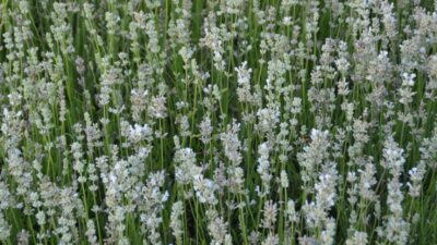Lavandula angustifolia 'Nana Alba'