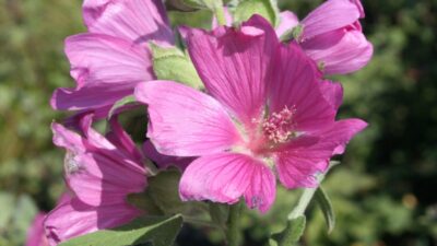 Lavatera x olbia 'Burgundy Wine'