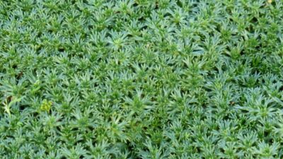 Azorella trifurcata