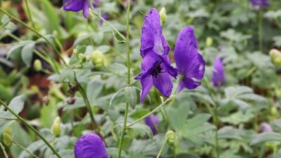 Aconitum henryi 'Spark'