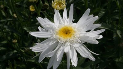 Leucanthemum x superbum 'Christine Hagemann'