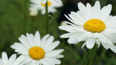 Leucanthemum x superb. 'Gruppenstolz'