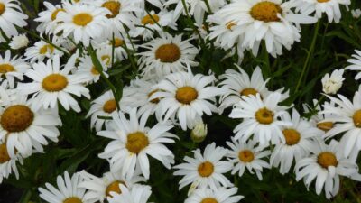 Leucanthemum x superb. 'Silberprinzesschen'