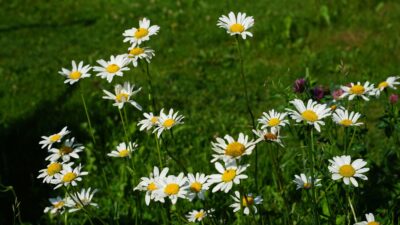 Leucanthemum vulgare