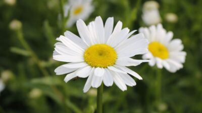 Leucanthemum vulgare 'Maikönigin'