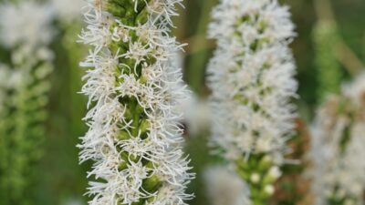 Liatris spicata 'Floristan Weiss'