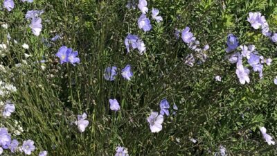 Linum perenne 'Nanum Saphir'