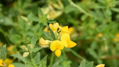 Lotus corniculatus