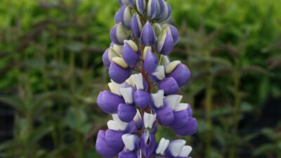 Lupinus 'Nanus Gallery Blau'