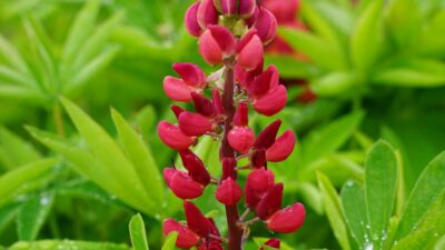Lupinus 'Nanus Gallery Rot'