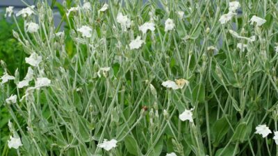 Lychnis coronaria 'Alba'