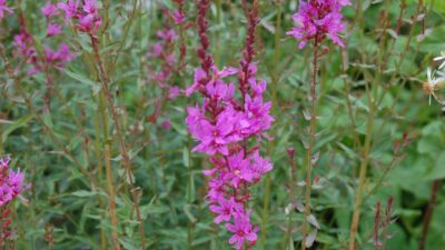 Lythrum virgatum 'Dropmore Purple'
