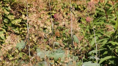 Macleaya cordata var. cordata