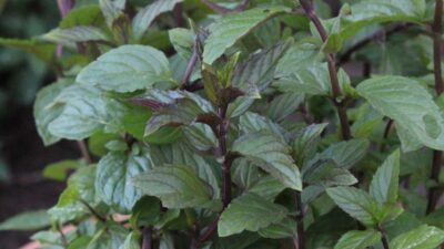 Mentha x piperita 'Mitcham'