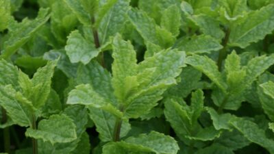 Mentha spicata 'Maroccan'
