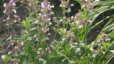 Nepeta grandiflora 'Dawn to Dusk'