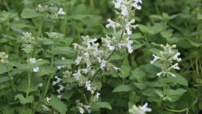 Nepeta racemosa 'Snowflake'