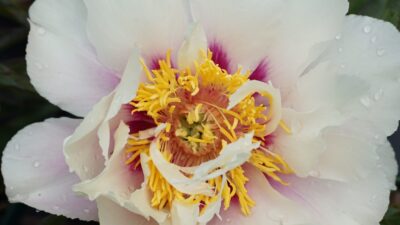 Paeonia x itoh 'Cora Louise'