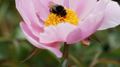 Paeonia lactiflora 'Nymphe'