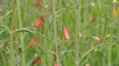 Penstemon barb. 'Coccineus'
