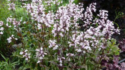 Penstemon digitalis 'Husker's Red'