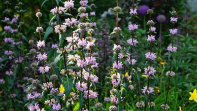 Phlomis tuberosa 'Amazone'