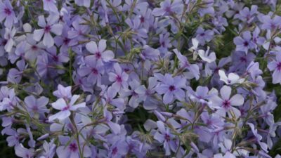 Phlox divaricata 'Chattahoochee'