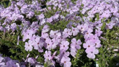 Phlox douglasii 'Lilac Cloud'