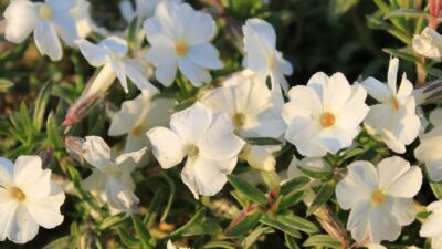 Phlox douglasii 'White Admiral'