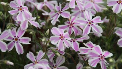 Phlox subulata 'Candy Stripes'