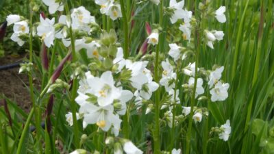 Polemonium caeruleum 'Album'