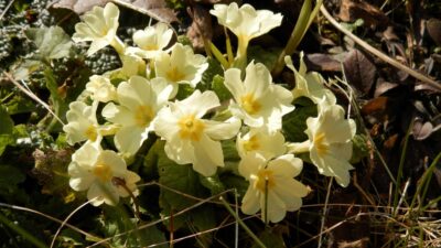 Primula vulgaris ssp. vulgaris (P. acaulis)