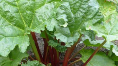 Rheum rhabarbarum
