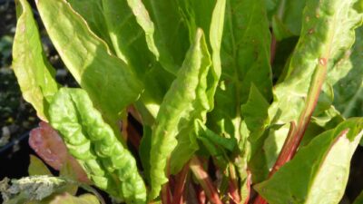 Rumex rugosus
