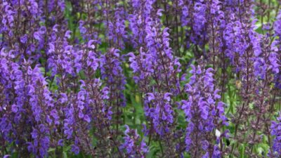 Salvia nemorosa 'Viola Klose'