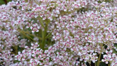 Saxifraga cotyledon 'Southside Seedling'