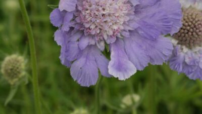 Scabiosa caucasica 'Perfecta'