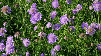 Scabiosa columbaria 'Butterfly Blue'