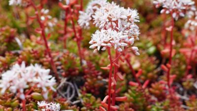 Sedum album