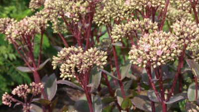Sedum telephium 'Matrona'