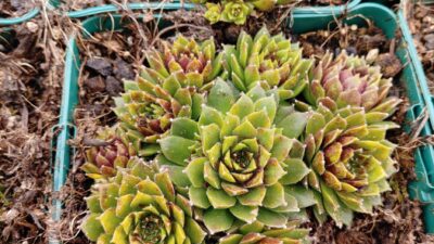 Sempervivum x cult., grün