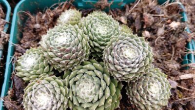 Sempervivum x cult., silbrig