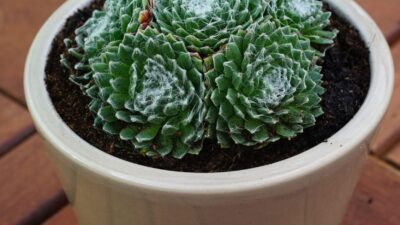 Sempervivum arachnoideum