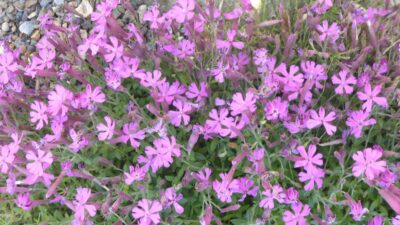 Silene schafta