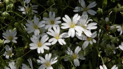 Stellaria holostea